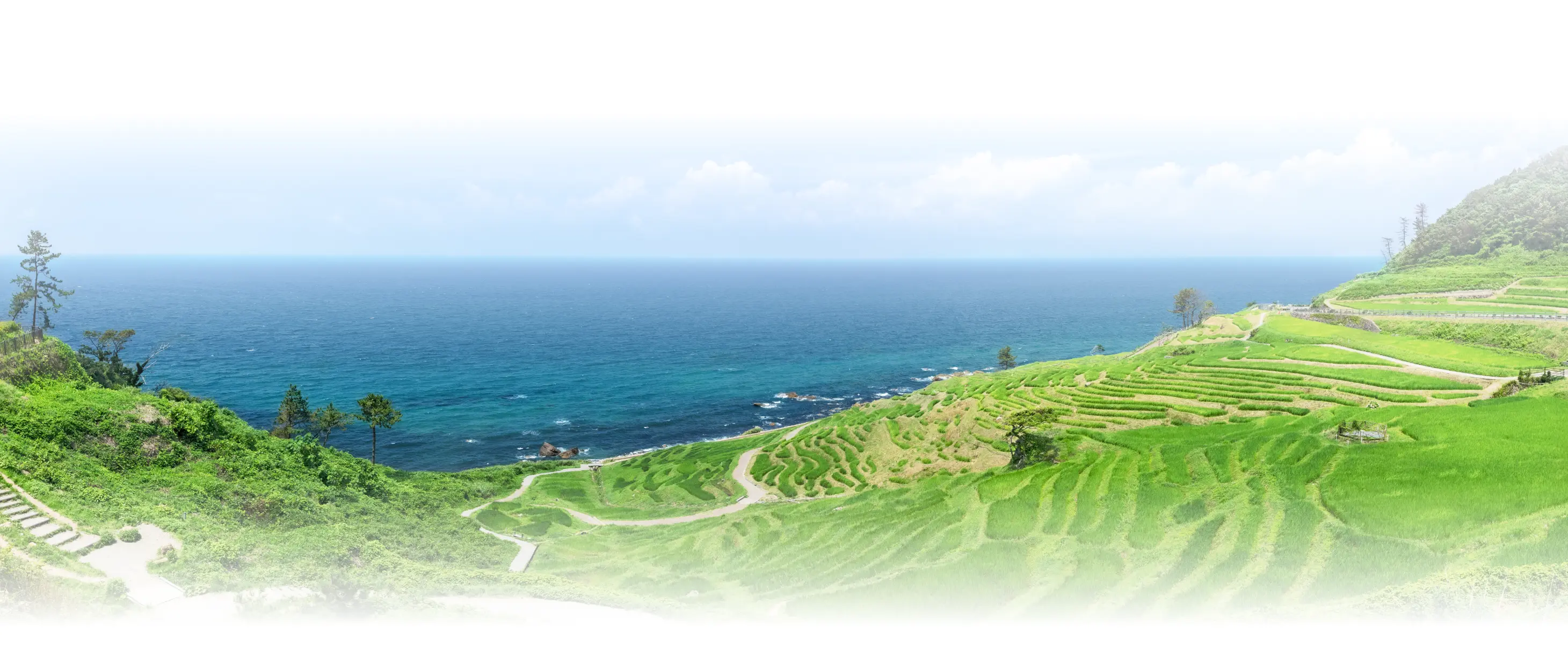 海と棚田の風景